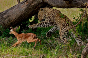 Далекосхідний леопард або амурські бари Далекосхідний леопард або амурські бари